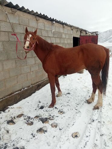 срочно продаю в связи с переездом: Сатам | Байтал | Аргын | Жумушка