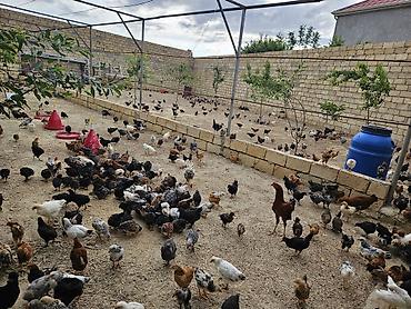 liqorin toyuqlari satilir: Toyuq cücələri, Damazlıq, Ödənişli çatdırılma — 3