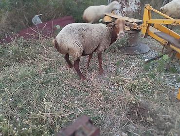 cins inek: Dişi, il: 3, Damazlıq, Ünvandan götürmə — 4