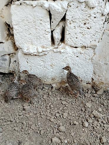 tovuz qusu satilir: 16-17 günlük kəklik tam sağlamdır, cəmi 5 ədəd qalıb — 3