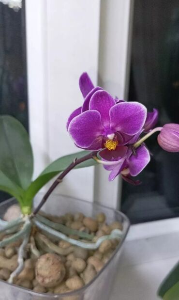 цветы орхидеи: Семена и саженцы Самовывоз