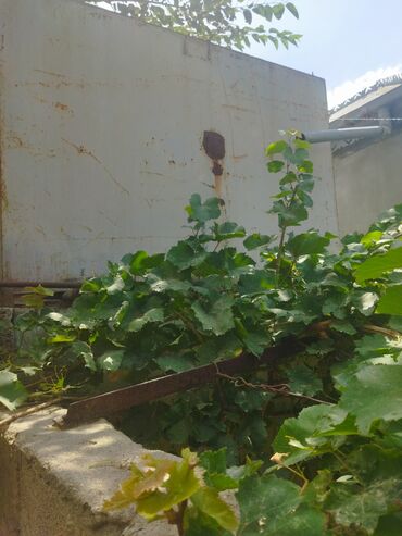 Toxumlar: Bak, Metal, 5000 l l, İşlənmiş
