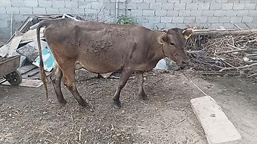 карова с теленком: Продаю | Корова (самка) | Для молока | Привязанные — 3