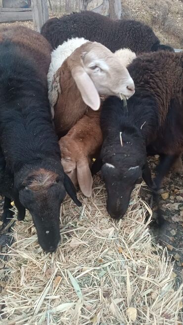 Бараны, овцы: Продаю | Баран (самец) | Эдильбаевская | Для разведения | Племенные — 6
