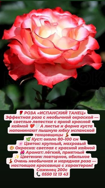 Дёрен Элегантиссима: Кустовые сортовые розы в наличии. Цена за саженец указана на фото — 10