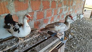 derzi quşu: Lal ördək satılır. Hazır yumurtalayan dişi heyvanlardı. Qiymət bir — 4