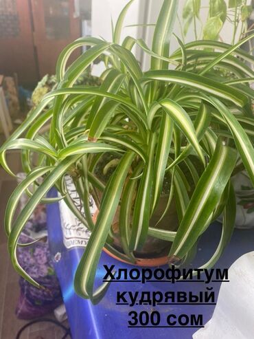 Фикусы: Продаю комнатные цветы, выращенные с душой, ухоженные и здоровые. В — 8