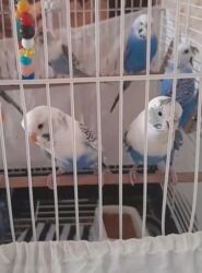 клетка для попугая купить: Cütu 25 azn .sağlam qizğun qușlardi yumurtamaya hazir qușlardi. yuva