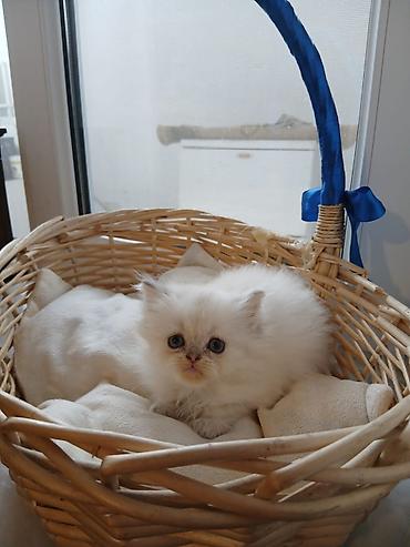 Pişiklər: Britan, Ünvandan götürmə — 14