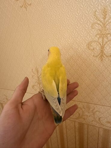 Tutuquşları: Salam 1 aylığ 4ədəd bala nerazluçnikdir. Tam sağlamdırlar ələ — 2