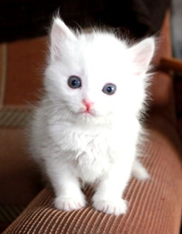котята 1 месяц: Шотландские белоснежные котята с голубыми глазками в наличии мальчик