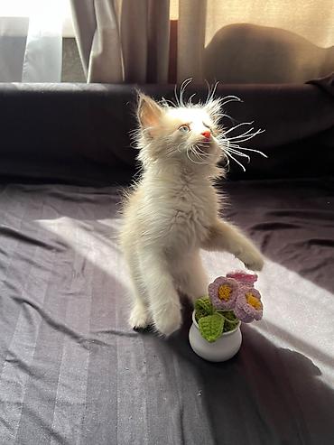 купить кошку ош: Кошка даром: Сиамская, 1 месяц, Девочка, Приучена к лотку, Проглистована — 10