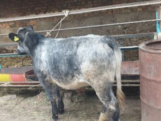 купить домик для кошки недорого: Продаю | Корова (самка), Бык (самец), Тёлка | Бельгийская | На откорм, Для разведения | Искусственник