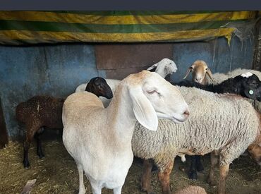 щенки восточно европейской овчарки: Предлагаются к продаже домашние овцы Сделаю уступку,отвечу на звонки