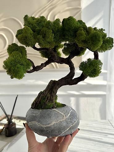 Декоративные цветы: В переводе с японского Бонсай означает «дерево, выращенное в блюде» — 36