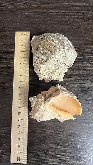 Аквариумы: Ракушки натуральные натуральные камни для аквариума Уступлю at lalafo.kg — 8 Аквариумы: Ракушки натуральные натуральные камни для аквариума Уступлю — 8