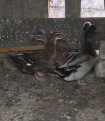 Ördəklər: Salam 1 yaşıl baş kəkilli, 1 sona kəkilli satilir cütü 40 azn 🤌🤌🤌🤌🤌 — 3