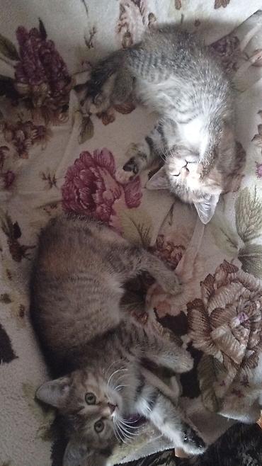 где купить кошку в бишкеке: Отдам двух ласковых полосатых котят. - Очень воспитанные — 3