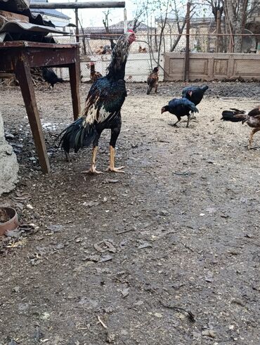 Toyuqlar: Toyuq, Damazlıq, Ödənişli çatdırılma — 9