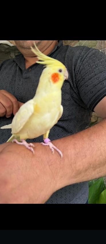 Yuvalar: Korella qəfəs yuva munasib qiymete -da lalafo.az — 6 Yuvalar: Korella qəfəs yuva munasib qiymete — 6