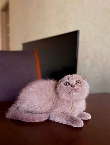 британский кошка цена: Скотиш Фолд (Шотландская вислоухая), 2 месяца, Девочка, Лиловый — 2