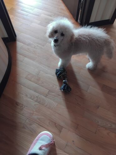 İtlər: Pudel — 24