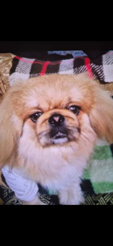 itlee: Pekines