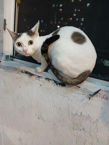 bala keçi: Yaxşı əllərə — 4