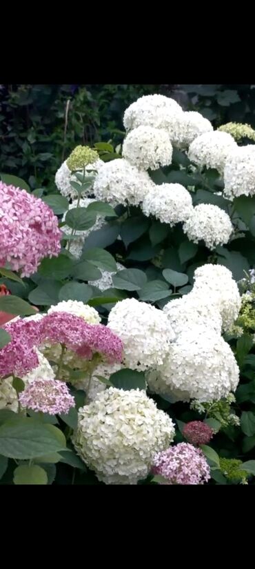 Садовые цветы и кустарники: Саженцы цветка: Гортензии