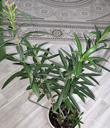 большие комнатные растения: Комнатные растения