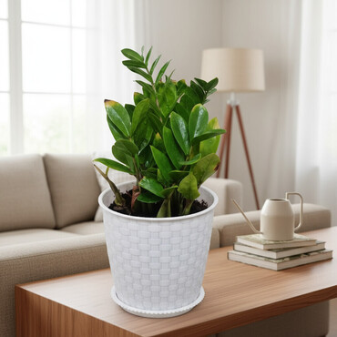 Драцены и Сансевиерии: Распродажа цветов долларовое дерево в красивых горшках отлично — 1