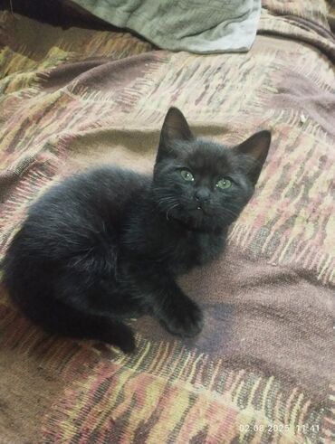 сколько кошек в кыргызстане: Кошка даром: Беспородная, 1 месяц, Мальчик