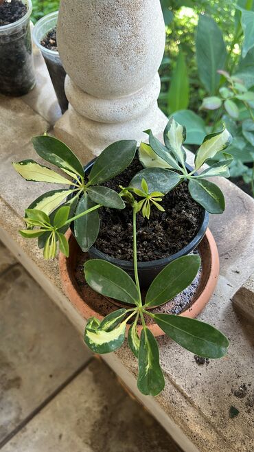 Otaq bitkiləri: Her biri ucuz kimete Gencededi catirma var size yaxin yere ancag — 15