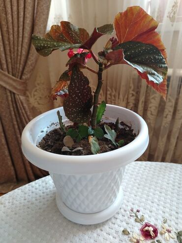 Otaq bitkiləri: Otaq bitkiləri — 13