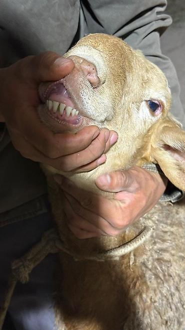 Баран, овца: Продаю | Баран (самец) | Арашан — 2