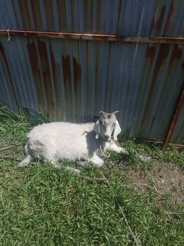 Другие животные: Продаю козу 9 месяцев порода англо нубийка удой до трёх литров в день