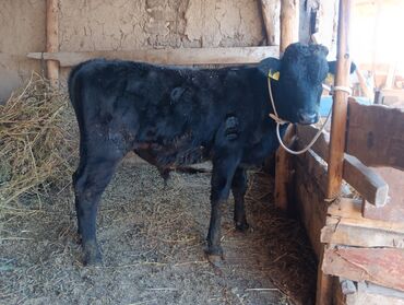 Коровы, быки: Продаю | Бык (самец) | На откорм | Привязанные — 1