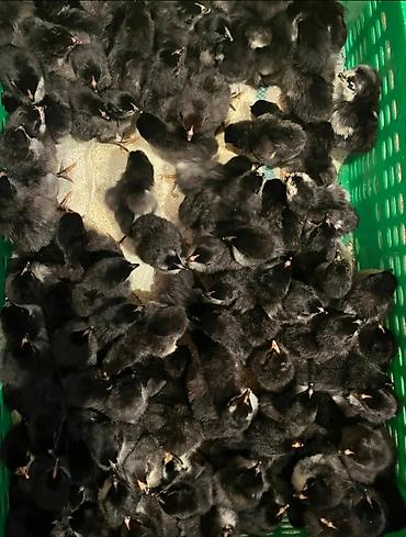 dekorativ toyuq: Toyuq, Australorp, Damazlıq, Ünvandan götürmə, Pulsuz çatdırılma, Ödənişli çatdırılma — 6