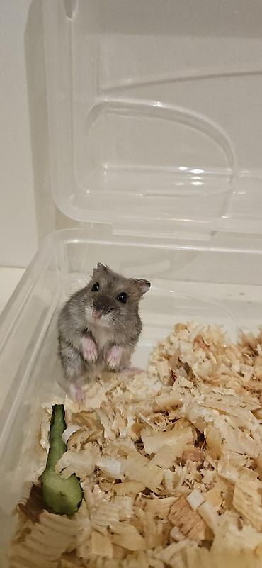 hamsteri: Havayi verilir 
göy mesçidinin yanı — 2