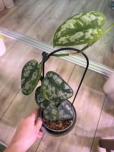 Эпипремнумы и сциндапсусы: Сциндапсус (Epipremnum/Scindapsus) вариегатный в горшке. Особенности — 6