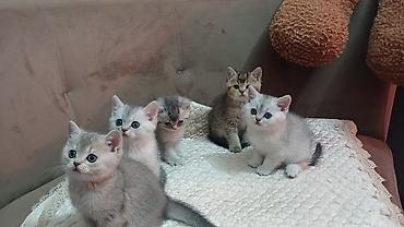 Pişiklər: Britan — 11