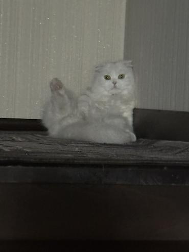скоттиш фолд: Скотиш Фолд (Шотландская вислоухая), 3 года, Девочка, Белый, Кастрирована, Приучена к лотку, Проглистована — 7