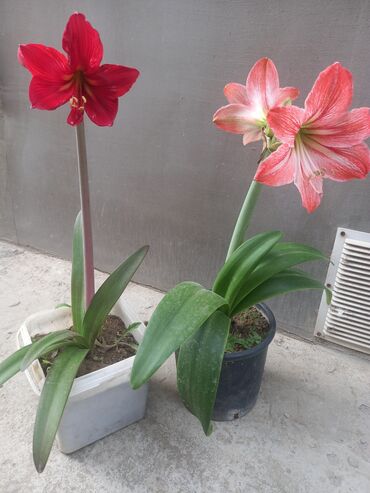 Комнатные растения: Qırmızı və zolaqlı amaryllis gülləri satılır. Hər bir qabda böyüyən