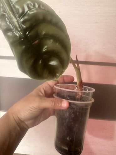 Другие комнатные растения: Комнатные растения — 26