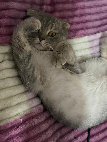 Кошки: Шотландская вислоухая, Самец, В добрые руки — 3