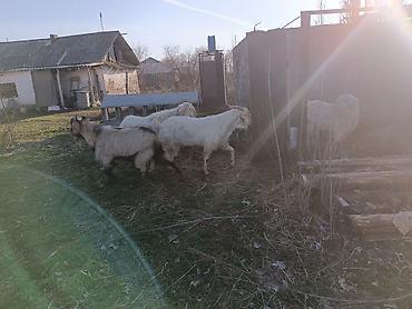 Козы, козлы: Продаю | Коза (самка) | Полукровка, Зааненская, Нубийская | Для разведения — 7