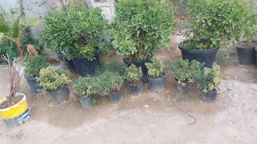 Tinglər: Həmişəyaşıl dekorativ kollar – qablarda - Növ: Euonymus japonicus — 7