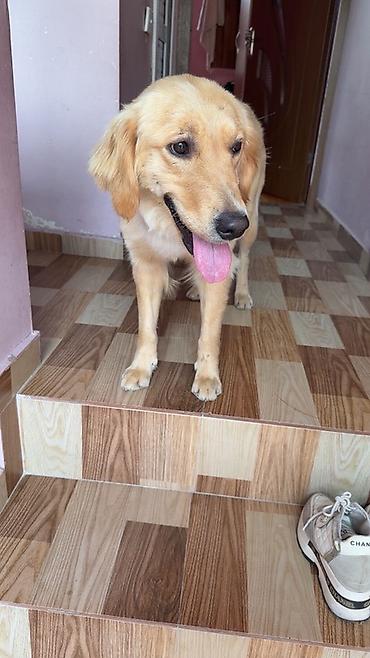 Retriever, Sənədli lalafo.az -da Retriever, Sənədli