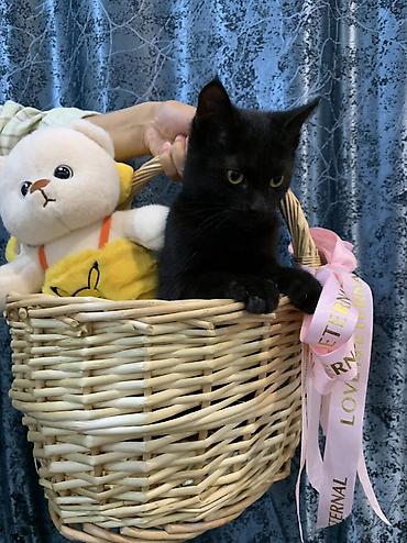 Отдам в добрые руки Котенок примерно 4-5 месяцев Мальчик, очень