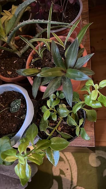 Otaq bitkiləri: Her cure guler var veregliyin baxin ancag xanimlara satiş olur Gencedi — 35